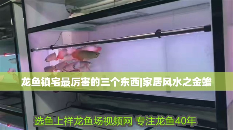 龍魚鎮(zhèn)宅最厲害的三個(gè)東西|家居風(fēng)水之金蟾