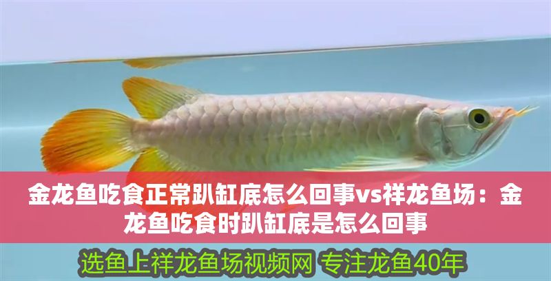 金龍魚吃食正常趴缸底怎么回事vs祥龍魚場(chǎng)：金龍魚吃食時(shí)趴缸底是怎么回事