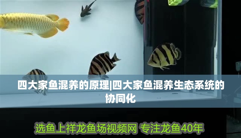 四大家魚混養(yǎng)的原理|四大家魚混養(yǎng)生態(tài)系統(tǒng)的協(xié)同化 四大家魚混養(yǎng)的原理|四大家魚混養(yǎng)生態(tài)系統(tǒng)的協(xié)同化 龍魚論壇