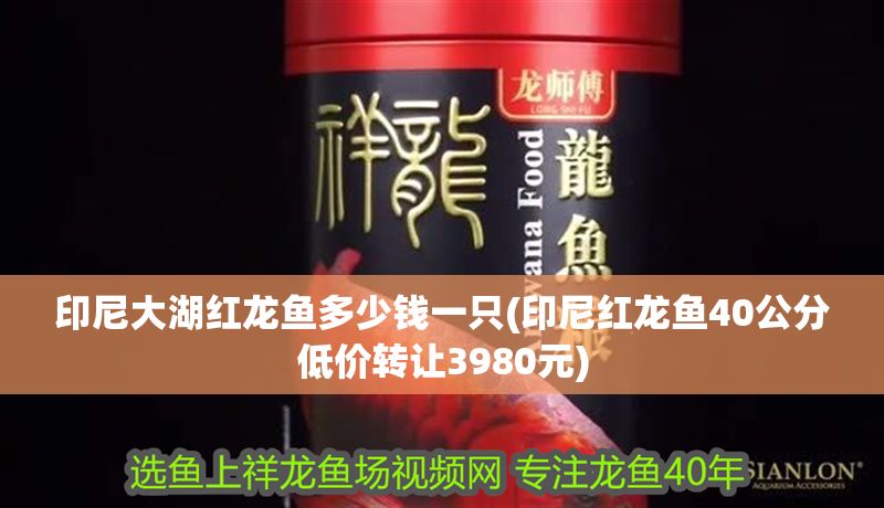 印尼大湖紅龍魚多少錢一只(印尼紅龍魚40公分低價轉(zhuǎn)讓3980元)