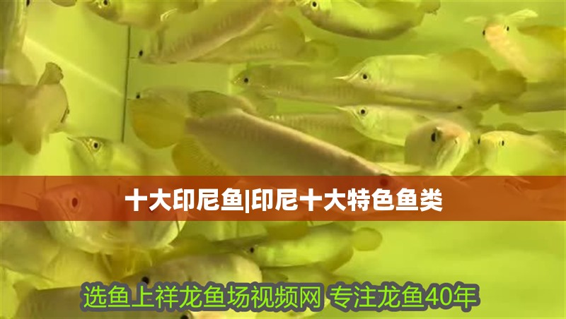 十大印尼魚|印尼十大特色魚類