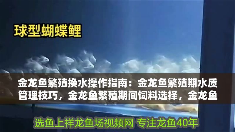 金龍魚繁殖換水操作指南：金龍魚繁殖期水質管理技巧，金龍魚繁殖期間飼料選擇，金龍魚繁殖后護理方法