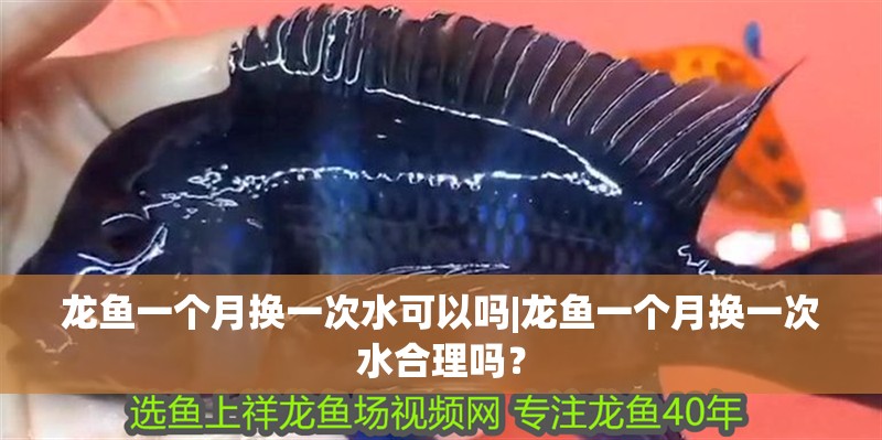 龍魚一個月換一次水可以嗎|龍魚一個月換一次水合理嗎？