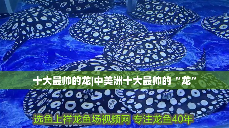 十大最帥的龍|中美洲十大最帥的“龍”