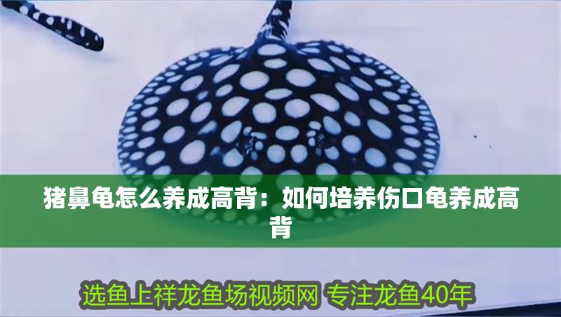 豬鼻龜怎么養成高背:如何培養傷口龜養成高背 豬鼻龜百科 第1張 豬鼻龜怎么養成高背:如何培養傷口龜養成高背 豬鼻龜怎么養成高背:如何培養傷口龜養成高背 豬鼻龜百科 第1張