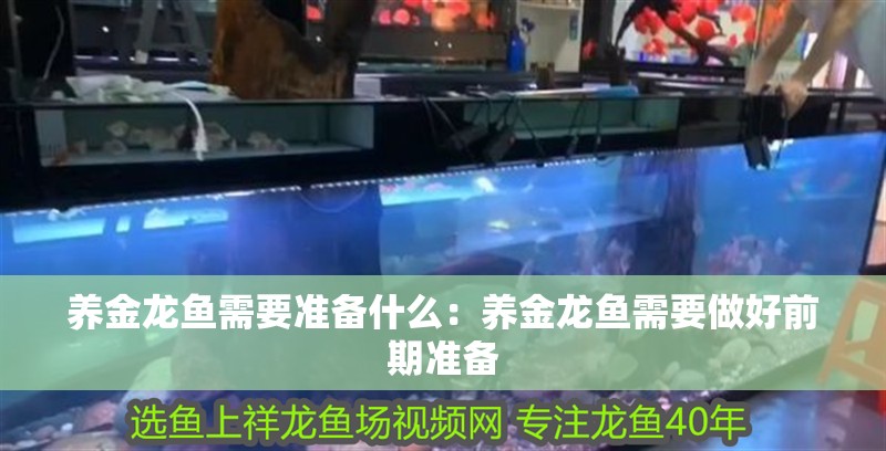 養(yǎng)金龍魚需要準(zhǔn)備什么：養(yǎng)金龍魚需要做好前期準(zhǔn)備