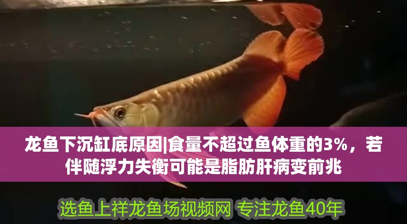 龍魚下沉缸底原因|食量不超過魚體重的3%，若伴隨浮力失衡可能是脂肪肝病變前兆