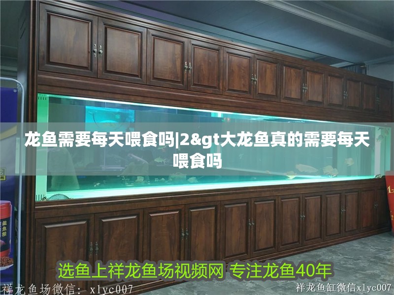 龍魚需要每天喂食嗎|2&gt大龍魚真的需要每天喂食嗎 龍魚需要每天喂食嗎|2&gt大龍魚真的需要每天喂食嗎 水族問答