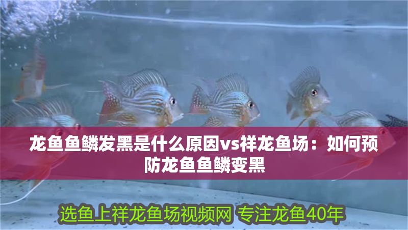 龍魚魚鱗發黑是什么原因vs祥龍魚場：如何預防龍魚魚鱗變黑