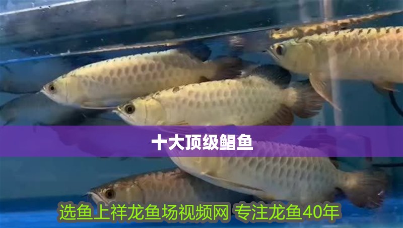 十大頂級鯧魚 十大頂級鯧魚 龍魚論壇