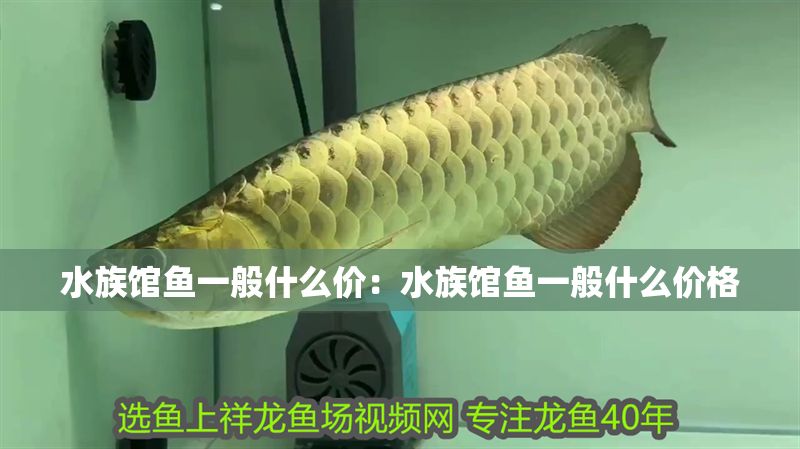 水族館魚一般什么價：水族館魚一般什么價格