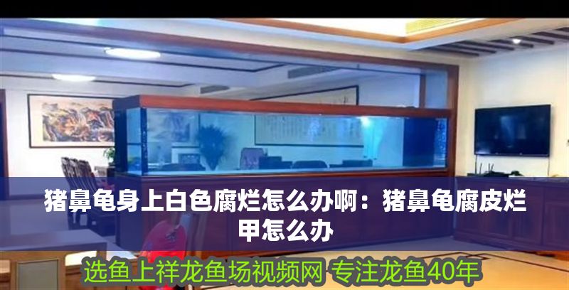 豬鼻龜身上白色腐爛怎么辦啊：豬鼻龜腐皮爛甲怎么辦