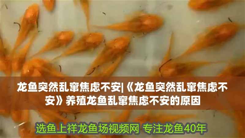 龍魚突然亂竄焦慮不安|《龍魚突然亂竄焦慮不安》養殖龍魚亂竄焦慮不安的原因 龍魚突然亂竄焦慮不安|《龍魚突然亂竄焦慮不安》養殖龍魚亂竄焦慮不安的原因 水族問答