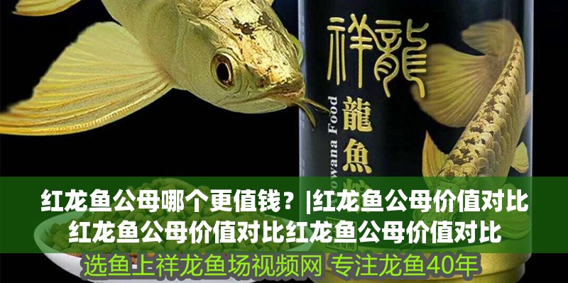 紅龍魚公母哪個更值錢？|紅龍魚公母價值對比紅龍魚公母價值對比紅龍魚公母價值對比