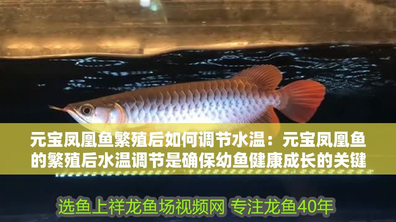 元寶鳳凰魚繁殖后如何調節水溫：元寶鳳凰魚的繁殖后水溫調節是確保幼魚健康成長的關鍵因素之一