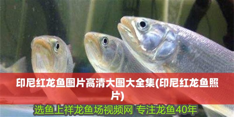 印尼紅龍魚圖片高清大圖大全集(印尼紅龍魚照片)