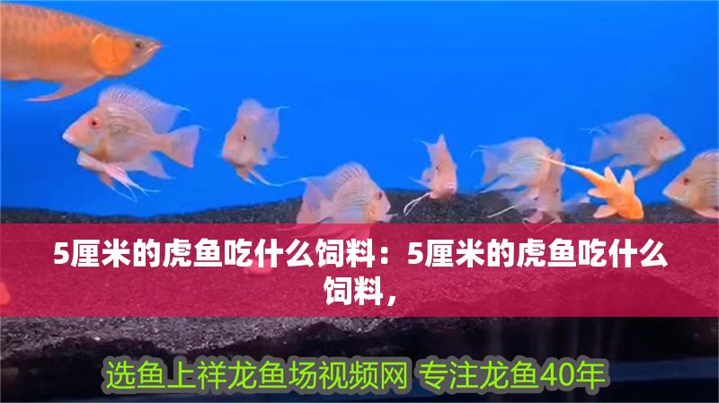 5厘米的虎魚吃什么飼料：5厘米的虎魚吃什么飼料，