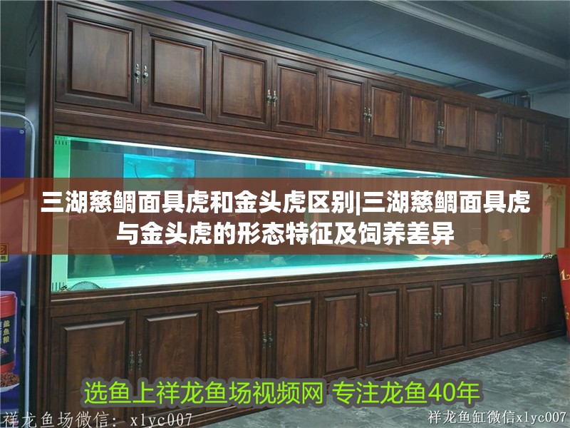 三湖慈鯛面具虎和金頭虎區別|三湖慈鯛面具虎與金頭虎的形態特征及飼養差異