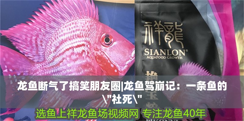 給大魚缸換水的作文:體驗給大魚缸換水的樂趣:體驗給大魚缸換水:給大魚缸換水的作文 龍魚斷氣了搞笑朋友圈|龍魚駕崩記:一條魚的\ 龍魚斷氣了搞笑朋友圈|龍魚駕崩記:一條魚的 龍魚斷氣了搞笑朋友圈|龍魚駕崩記:一條魚的\
