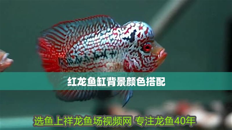 紅龍魚缸背景顏色搭配 紅龍魚缸背景顏色搭配 龍魚百科 第1張