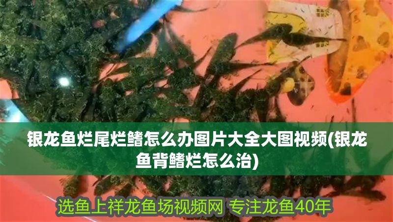 銀龍魚爛尾爛鰭怎么辦圖片大全大圖視頻(銀龍魚背鰭爛怎么治)