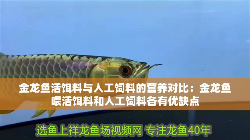 金龍魚活餌料與人工飼料的營(yíng)養(yǎng)對(duì)比：金龍魚喂活餌料和人工飼料各有優(yōu)缺點(diǎn)