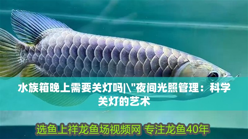 水族箱晚上需要關燈嗎|\