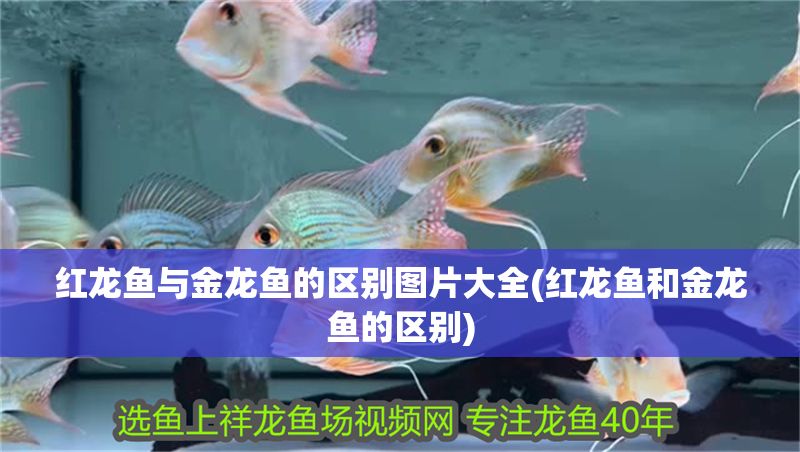 紅龍魚(yú)與金龍魚(yú)的區(qū)別圖片大全(紅龍魚(yú)和金龍魚(yú)的區(qū)別)