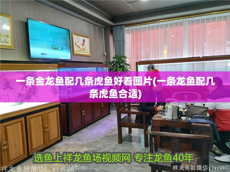 一條金龍魚配幾條虎魚好看圖片(一條龍魚配幾條虎魚合適) 一條金龍魚配幾條虎魚好看圖片(一條龍魚配幾條虎魚合適) 虎魚百科 第1張