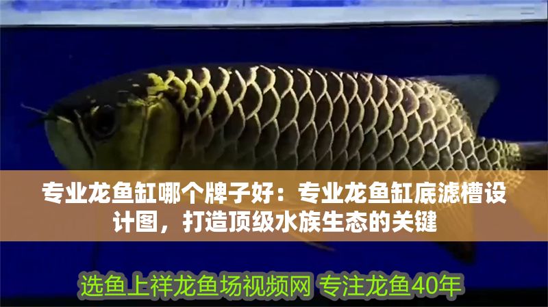 專業龍魚缸哪個牌子好：專業龍魚缸底濾槽設計圖，打造頂級水族生態的關鍵