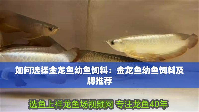 如何選擇金龍魚幼魚飼料：金龍魚幼魚飼料及牌推薦