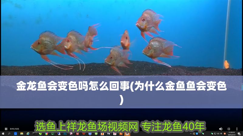 金龍魚會變色嗎怎么回事(為什么金魚魚會變色)