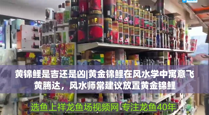 鸚鵡魚(yú)和銀龍魚(yú)混養(yǎng)怎樣喂食 黃錦鯉是吉還是兇|黃金錦鯉在風(fēng)水學(xué)中寓意飛黃騰達(dá),風(fēng)水師常建議放置黃金錦鯉 龍魚(yú)論壇 黃錦鯉是吉還是兇|黃金錦鯉在風(fēng)水學(xué)中寓意飛黃騰達(dá),風(fēng)水師常建議放置黃金錦鯉 黃錦鯉是吉還是兇|黃金錦鯉在風(fēng)水學(xué)中寓意飛黃騰達(dá),風(fēng)水師常建議放置黃金錦鯉 龍魚(yú)論壇