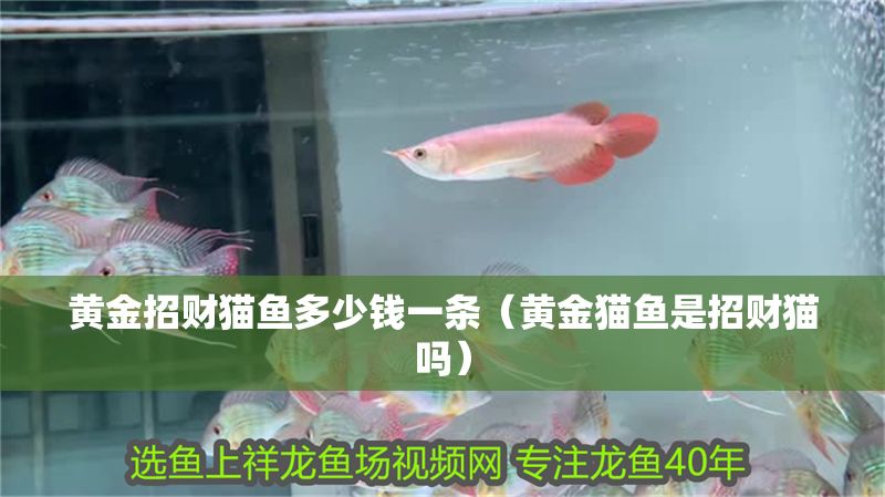 黃金招財(cái)貓魚多少錢一條（黃金貓魚是招財(cái)貓嗎）