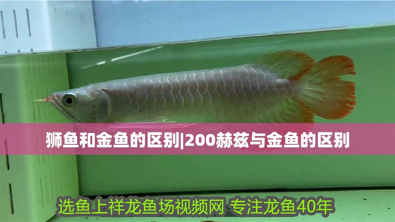 獅魚和金魚的區(qū)別|200赫茲與金魚的區(qū)別