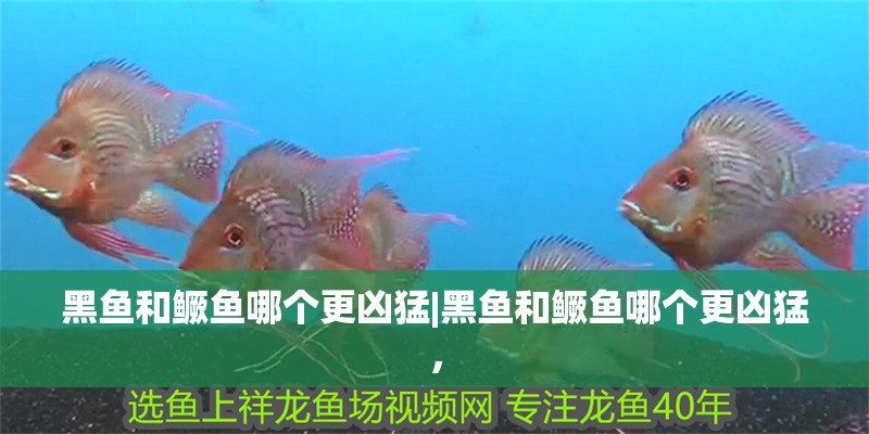 黑魚和鱖魚哪個更兇猛|黑魚和鱖魚哪個更兇猛， 黑魚和鱖魚哪個更兇猛|黑魚和鱖魚哪個更兇猛， 龍魚論壇