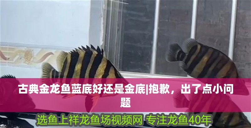 古典金龍魚藍底好還是金底|抱歉，出了點小問題