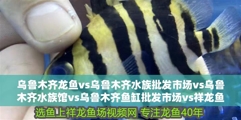 烏魯木齊龍魚vs烏魯木齊水族批發市場vs烏魯木齊水族館vs烏魯木齊魚缸批發市場vs祥龍魚場：烏魯木齊水族批發市場
