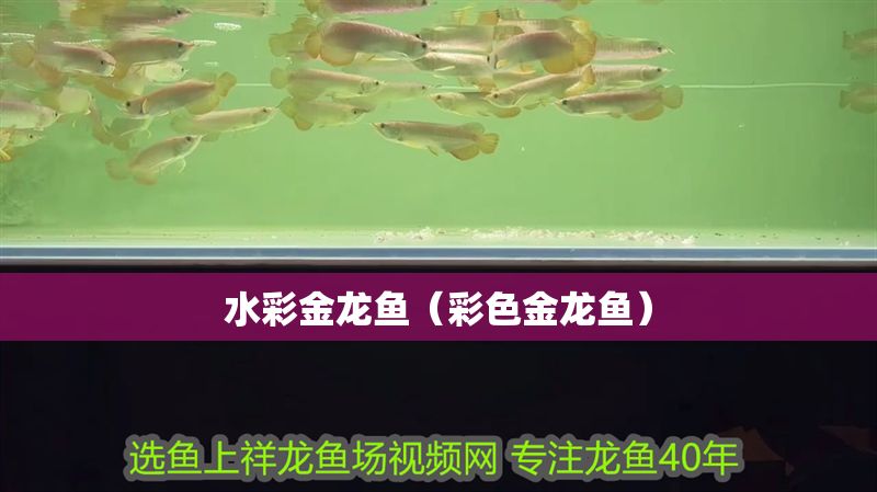 水彩金龍魚（彩色金龍魚）