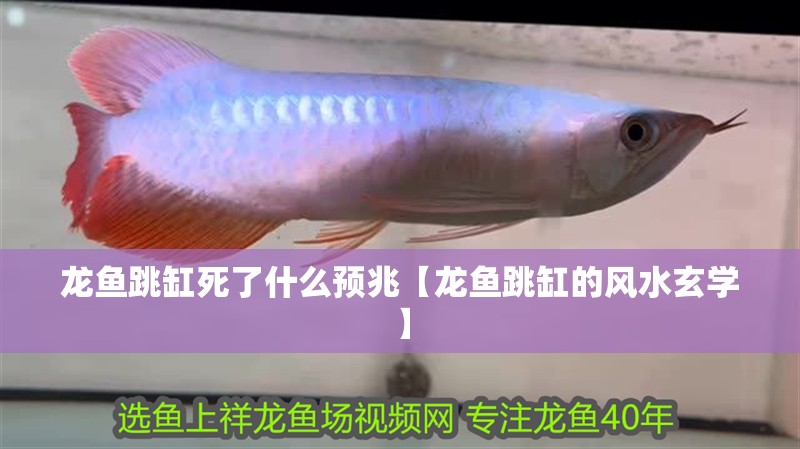 龍魚跳缸死了什么預兆【龍魚跳缸的風水玄學】