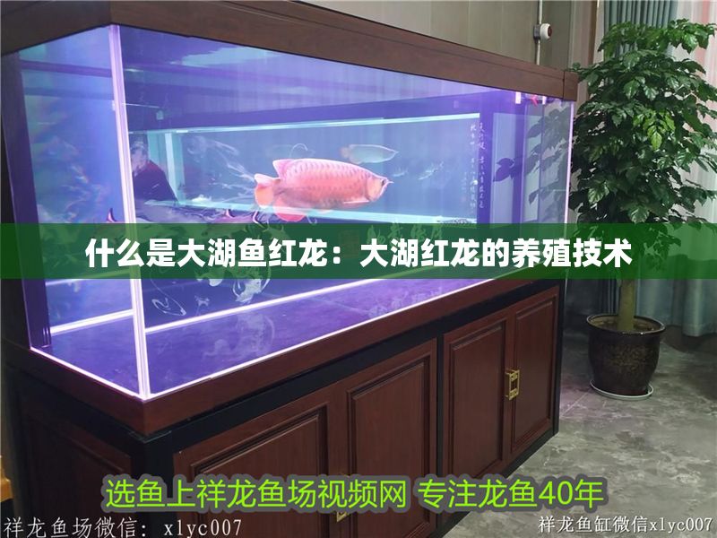 什么是大湖魚紅龍：大湖紅龍的養殖技術