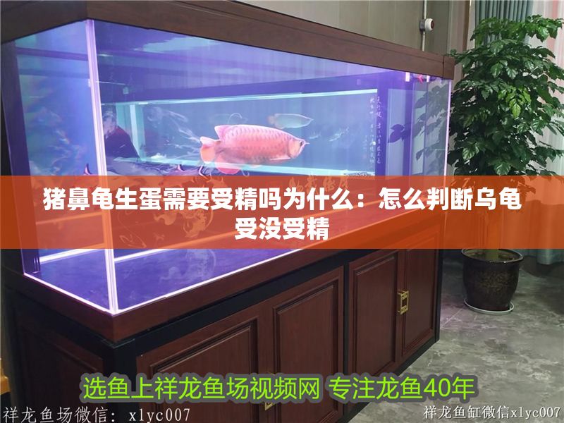 豬鼻龜生蛋需要受精嗎為什么：怎么判斷烏龜受沒受精