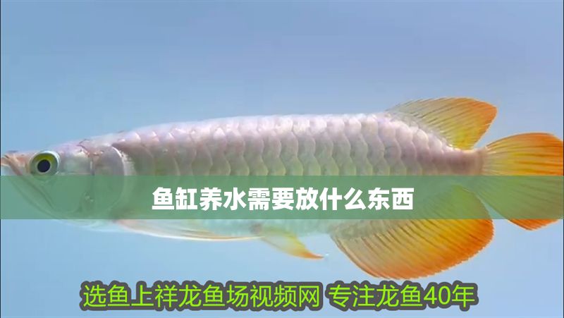 魚缸養(yǎng)水需要放什么東西