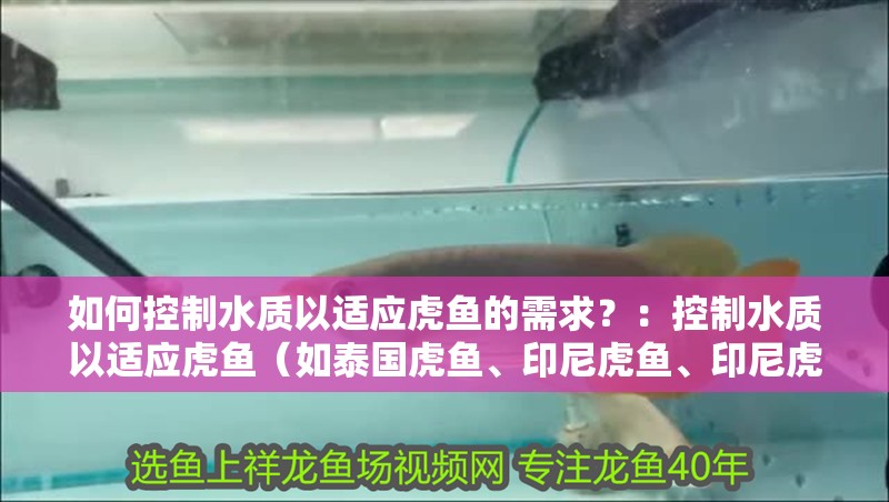 如何控制水質以適應虎魚的需求？：控制水質以適應虎魚（如泰國虎魚、印尼虎魚、印尼虎魚等）的需求