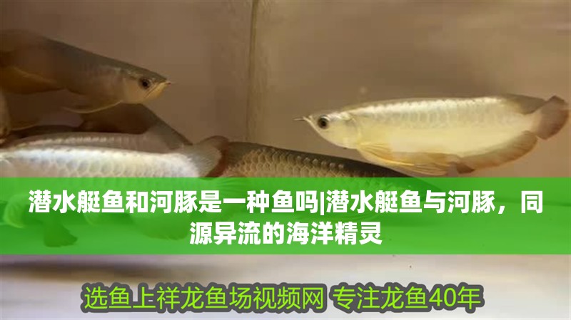 潛水艇魚和河豚是一種魚嗎|潛水艇魚與河豚，同源異流的海洋精靈 潛水艇魚和河豚是一種魚嗎|潛水艇魚與河豚，同源異流的海洋精靈 龍魚論壇