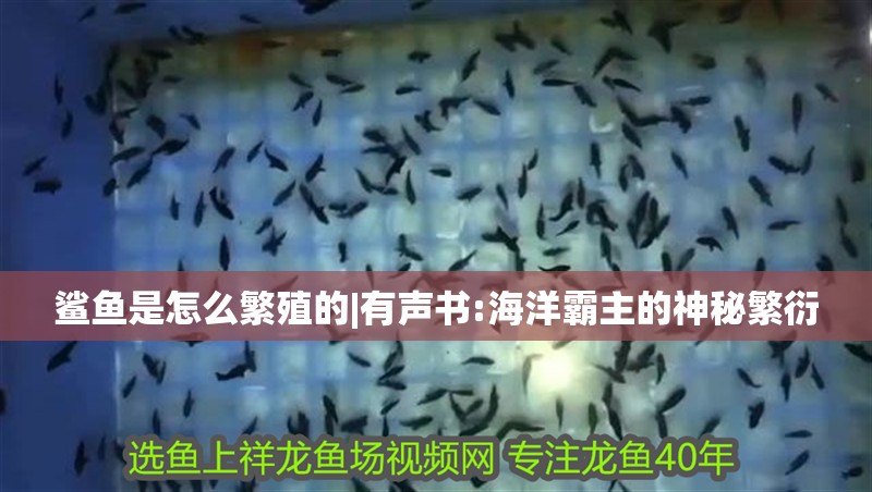 鯊魚是怎么繁殖的|有聲書:海洋霸主的神秘繁衍