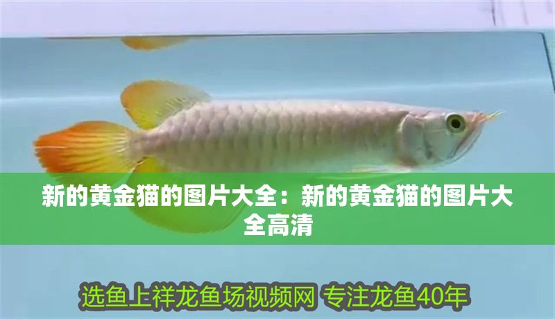 新的黃金貓的圖片大全：新的黃金貓的圖片大全高清 新的黃金貓的圖片大全：新的黃金貓的圖片大全高清 黃金貓魚百科 第1張