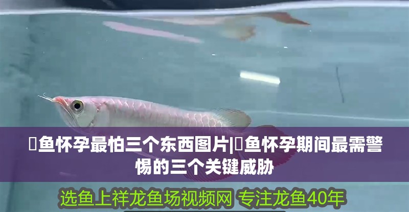 魟魚懷孕最怕三個東西圖片|魟魚懷孕期間最需警惕的三個關鍵威脅