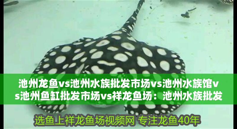 池州龍魚vs池州水族批發市場vs池州水族館vs池州魚缸批發市場vs祥龍魚場:池州水族批發市場 祥龍魚場各市分站 第2張 池州龍魚vs池州水族批發市場vs池州水族館vs池州魚缸批發市場vs祥龍魚場:池州水族批發市場 池州龍魚vs池州水族批發市場vs池州水族館vs池州魚缸批發市場vs祥龍魚場:池州水族批發市場 祥龍魚場各市分站 第2張