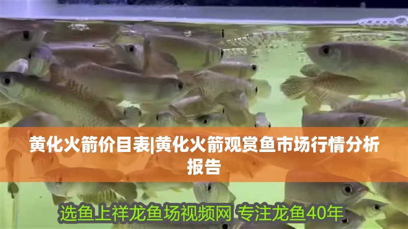 黃化火箭價目表|黃化火箭觀賞魚市場行情分析報告